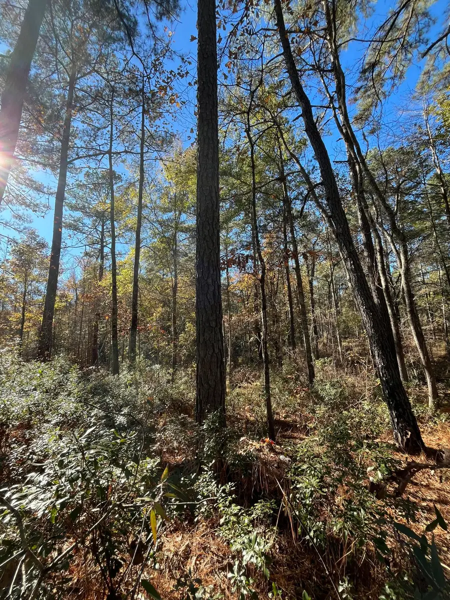 Delton Masters Rd, Provencal, LA 71468 - Image #2