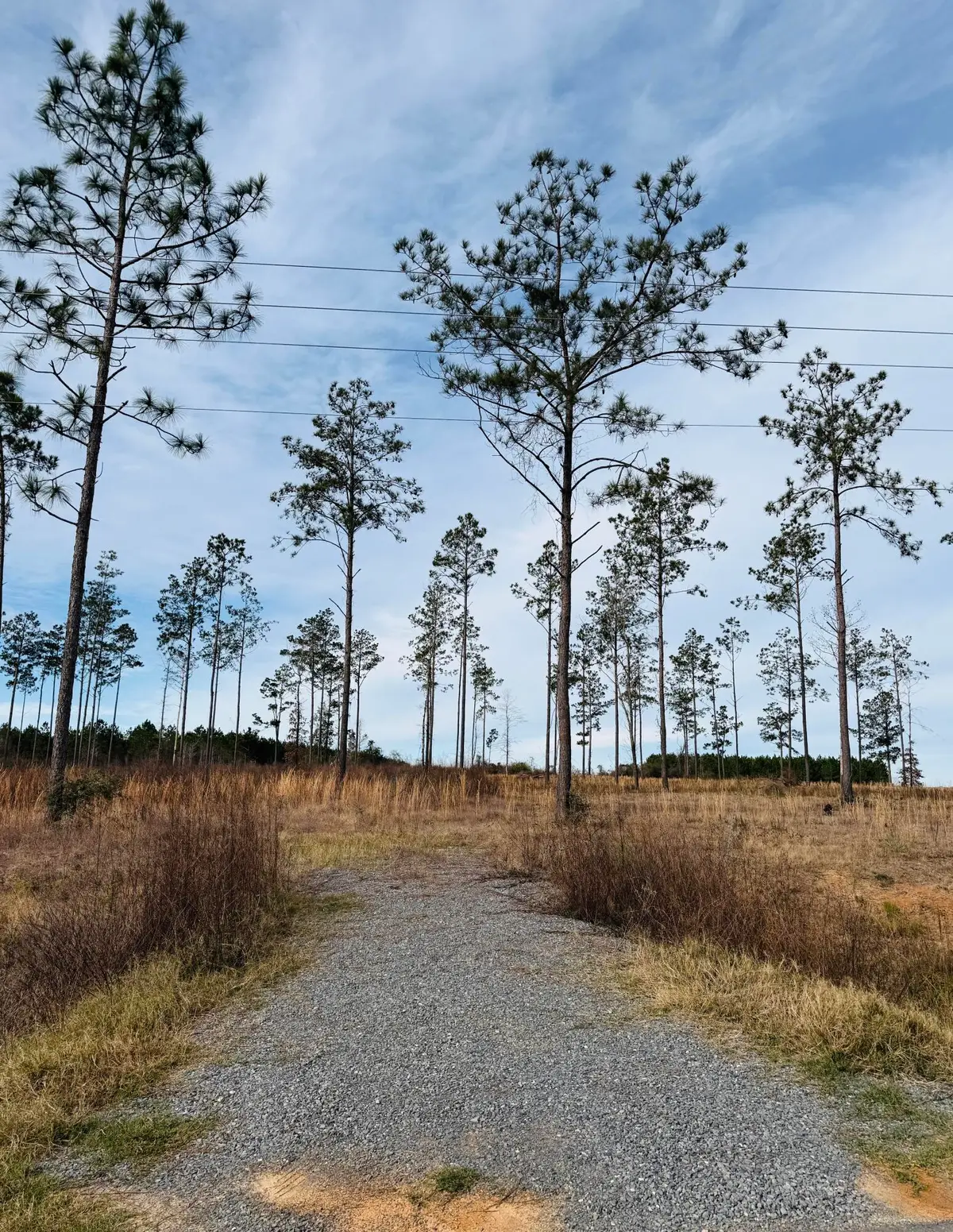 Paul Mcmillian Rd, Deridder, LA 70634 - Image #1