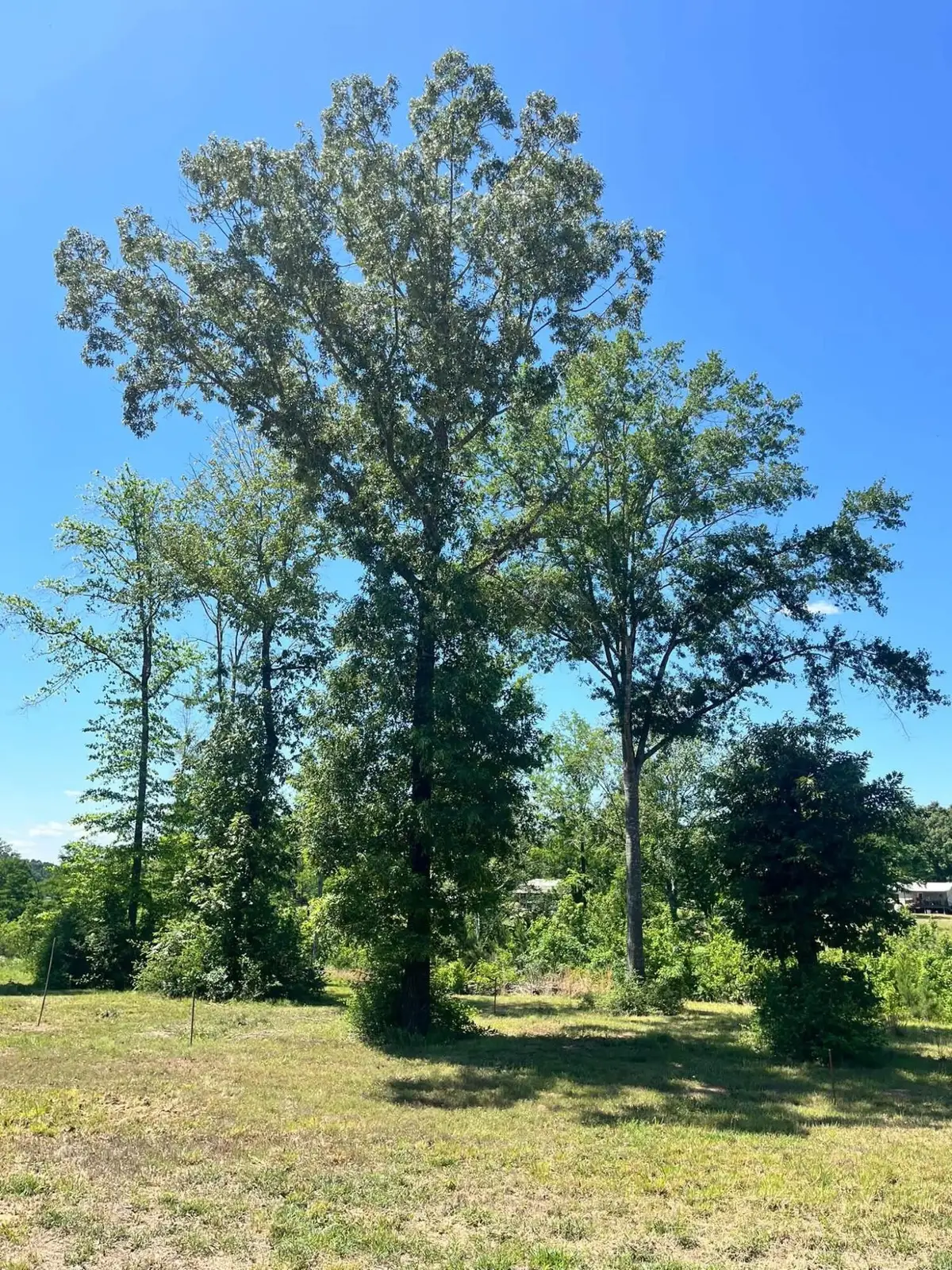 Jewel Dr. Lot 2, Many, LA 71449 - #1