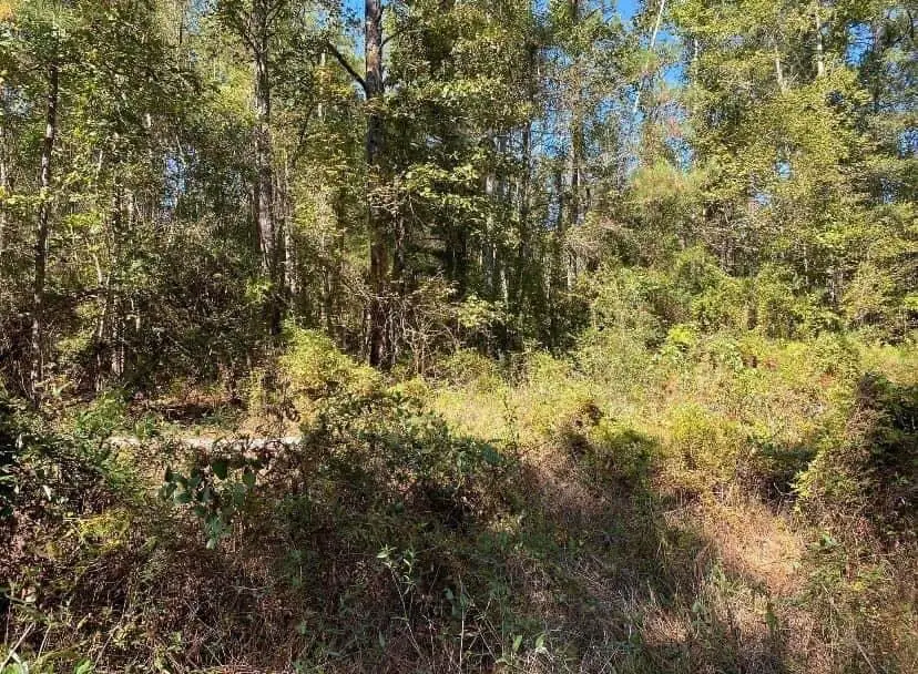 Longville Rd, Dry Creek, LA 70637 - #1