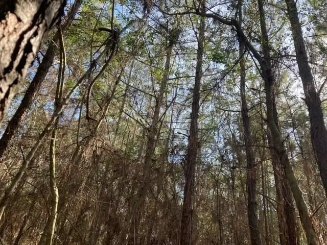 B F Roberts Road, Mount Hermon, LA 70450 - Image #3