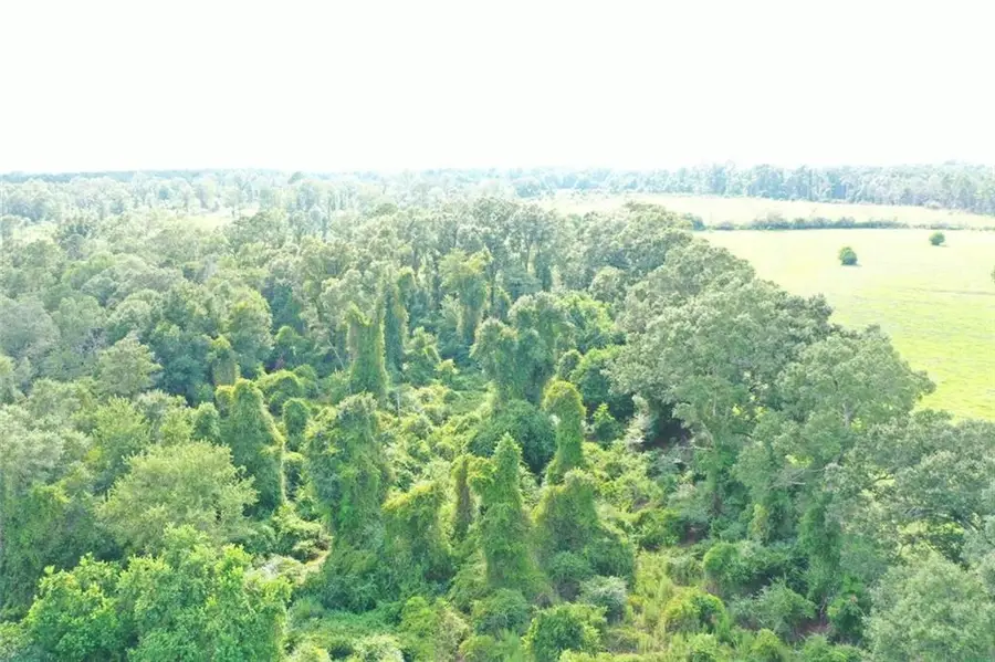 Wilbur Smith Road, Franklinton, LA 70438 - Image #3