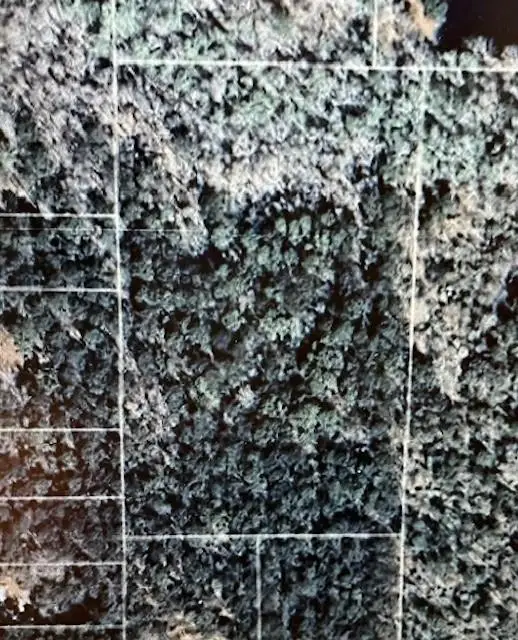 Highway 1085 Highway, Madisonville, LA 70447 - Image #1