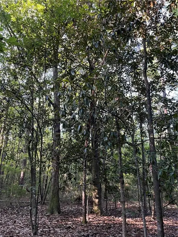 Aunt Margie's Road, Greensburg, LA 70441 - Image #3