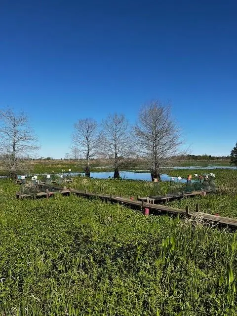 D4 Gros Cypress, Des Allemands, LA 70030 - #3