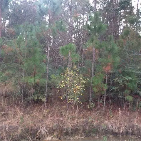 Ogise Richardson Road, Bush, LA 70431 - #2