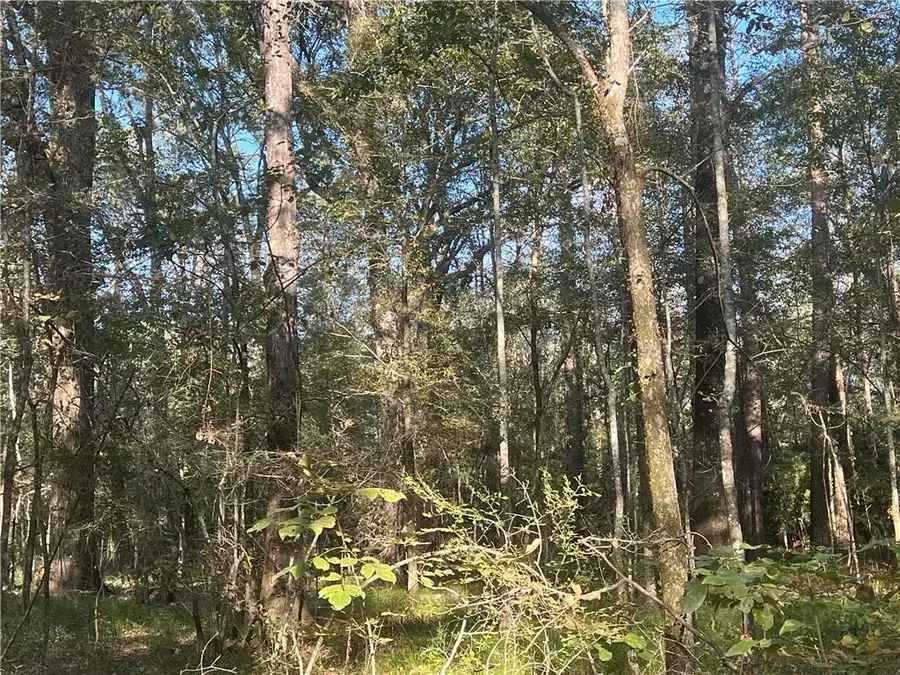 1163 Hwy 115 Highway, Deville, LA 71328 - #2