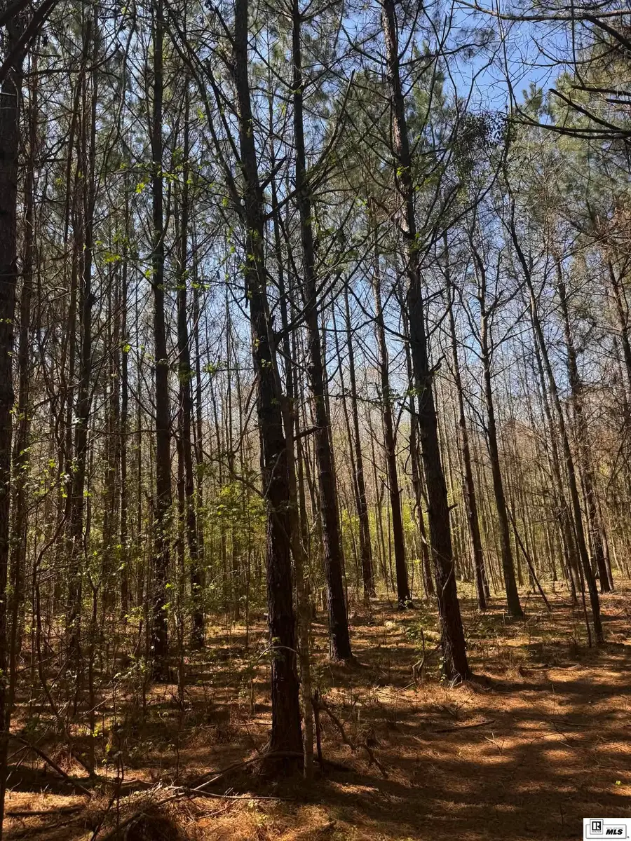 Camp Road, Homer, LA 71040 - #3