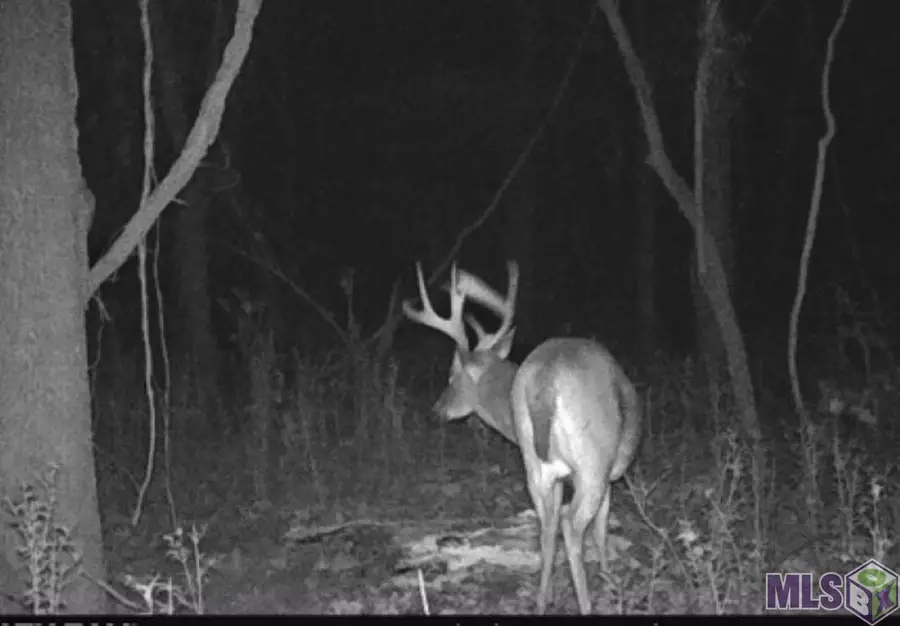 8225 Tunica Trace, Saint Francisville, LA 70775 - Image #2