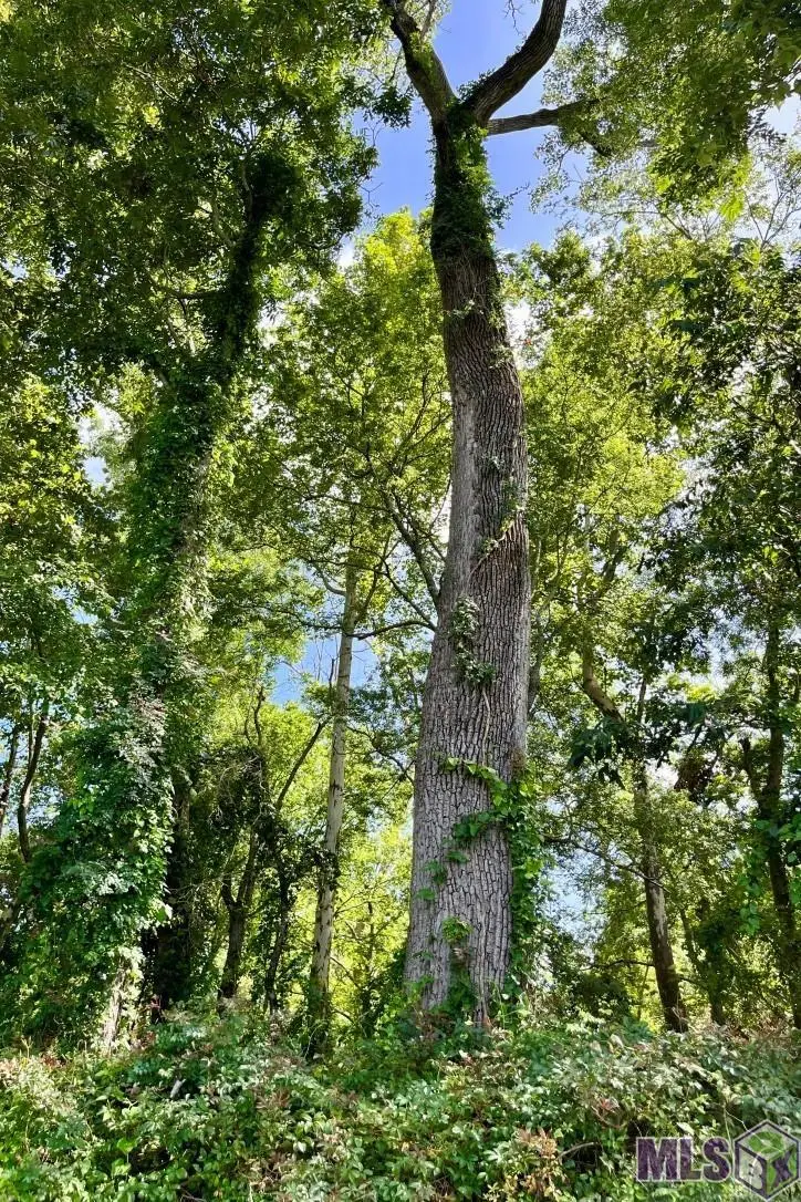 26 Cat Island Rd, Saint Francisville, LA 70775 - #2