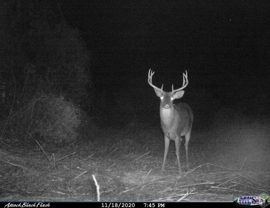 26 Cat Island Rd, Saint Francisville, LA 70775 - #3