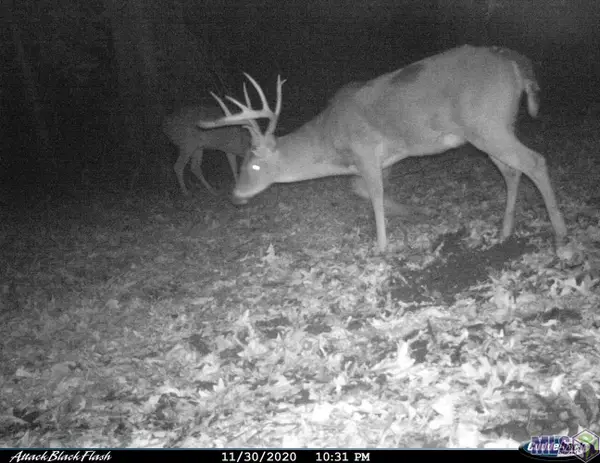 27 Cat Island Rd, St. Francisville, LA 70775