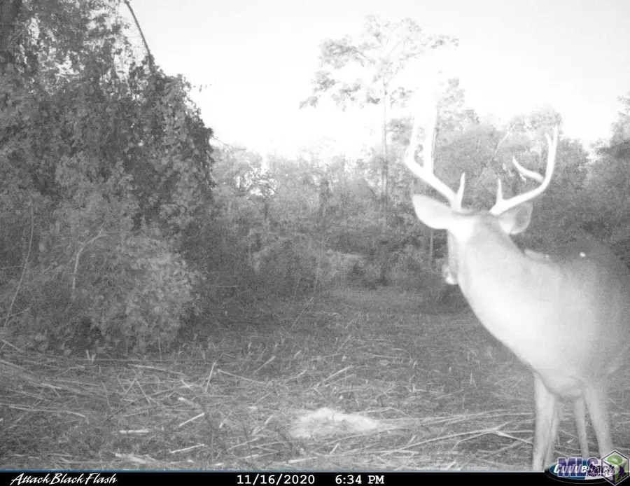 27 Cat Island Rd, Saint Francisville, LA 70775 - #2