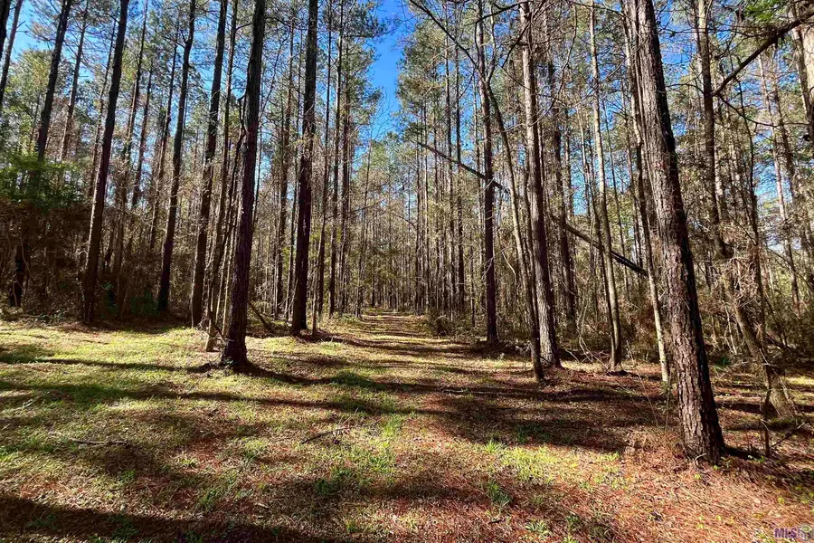 45 Hall And Lindsey Rd, Greensburg, LA 70441 - #2