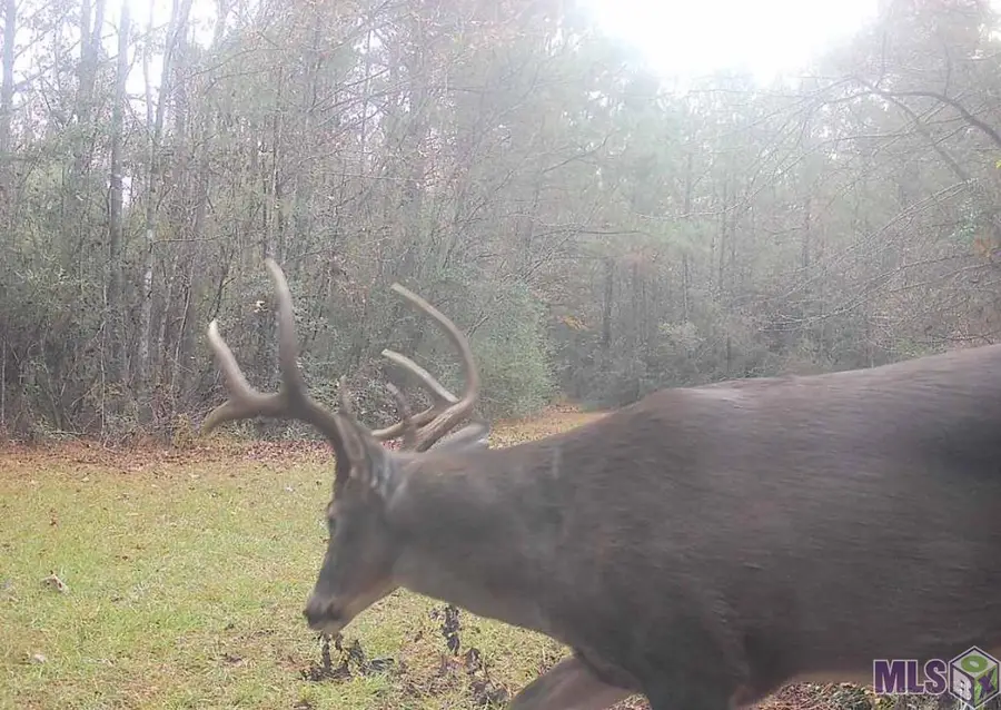 45 Hall And Lindsey Rd, Greensburg, LA 70441 - #3