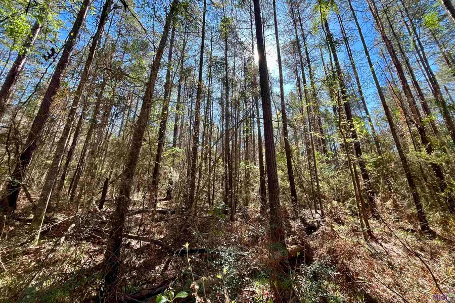 50 Hall And Lindsey Rd, Greensburg, LA 70441 - #2