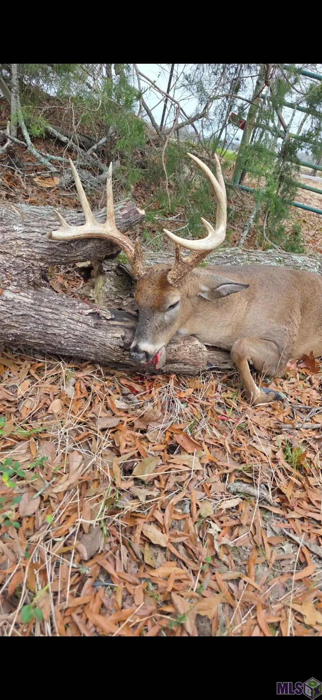 Ellis Ln, Winnsboro, LA 71295 - #1