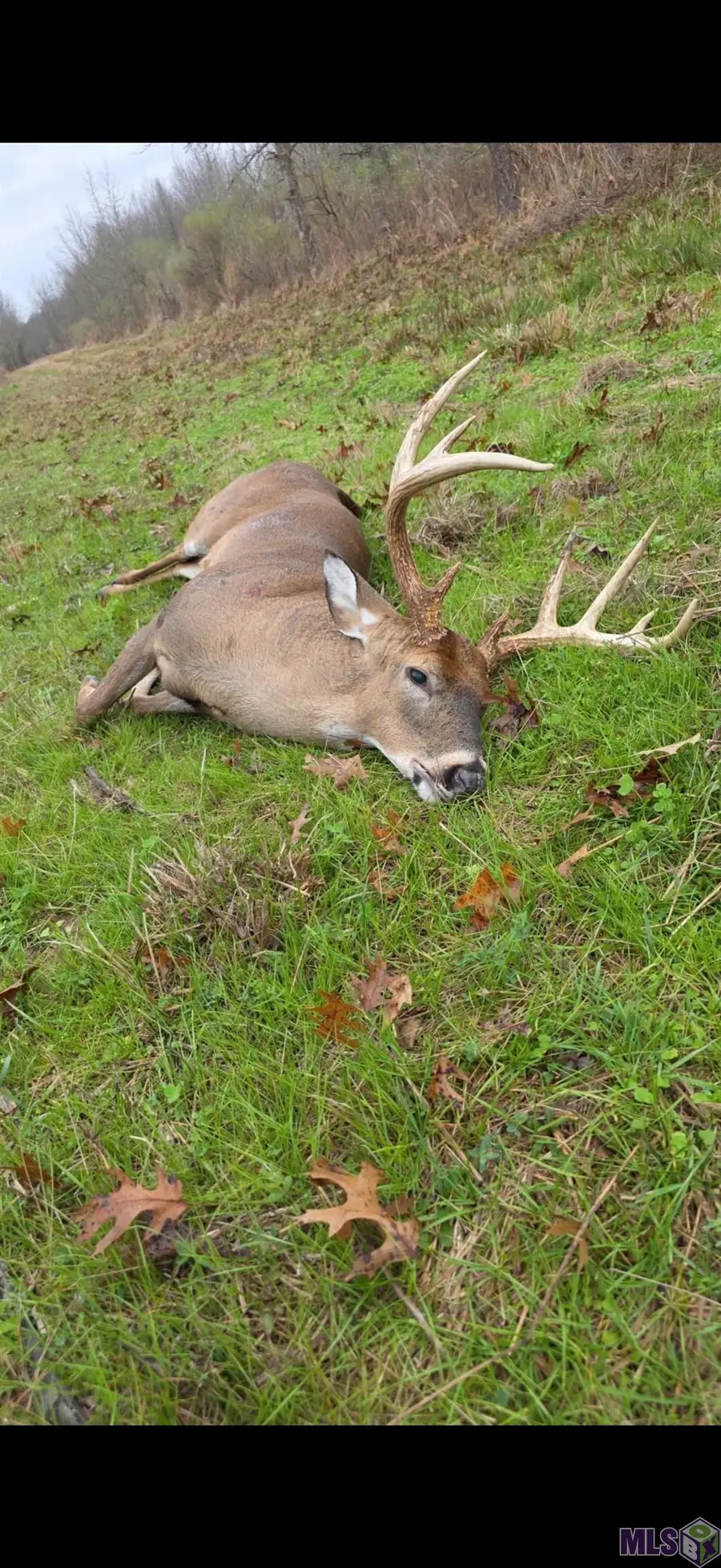 Ellis Ln, Winnsboro, LA 71295 - #3