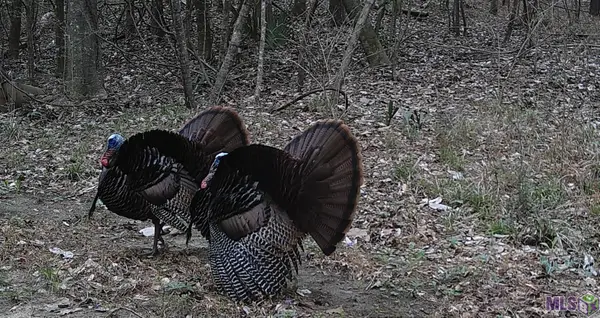 Jones Vaughn Creek Rd, St. Francisville, LA 70775