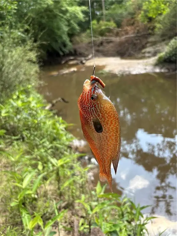 0 Shelton Drive, Ball, LA 71405 - Image #3