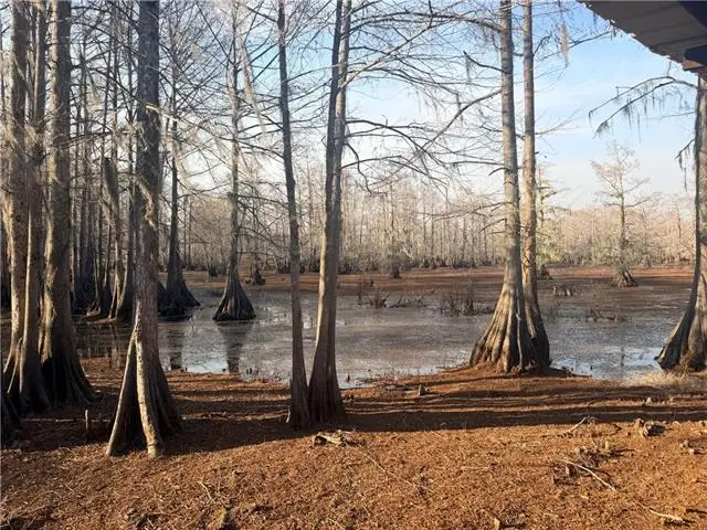 568 & 572 Hog Island Road, Dry Prong, LA 71423 - #1