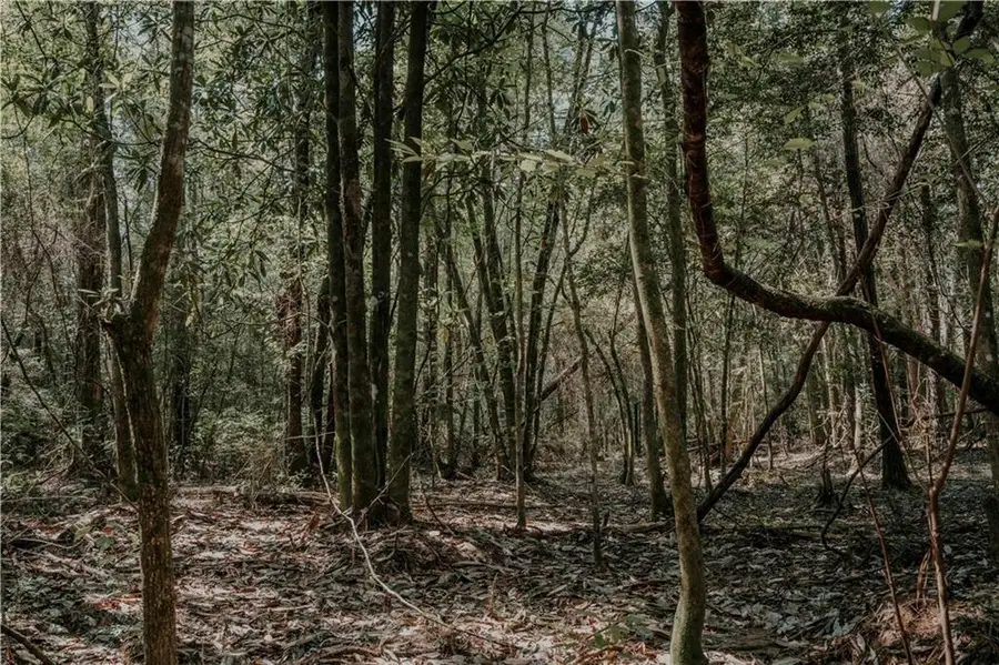 Hwy. 1083 (ben Williams Rd.) Highway, Covington, LA 70435 - Image #3