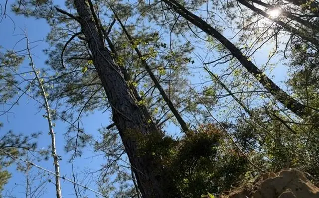 Highway 1063, Independence, LA 70443 - #3