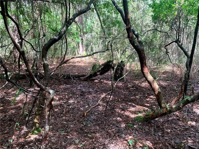 Lot 24 Five Acre Farms, Mandeville, LA 70471 - #2