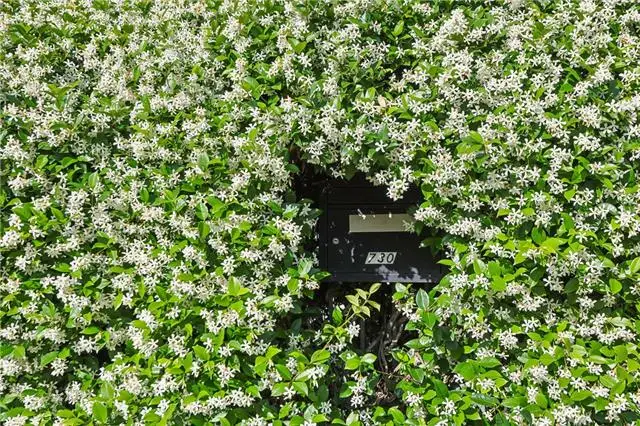 730 Antonine Street, New Orleans, LA 70115 - #3