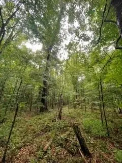 Lowenkamp Lane, Hazlehurst, MS 39083 - #2