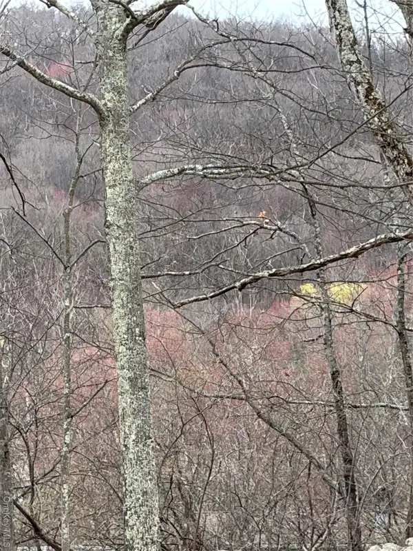 Fox Mountain, Livingston Manor, NY 12758