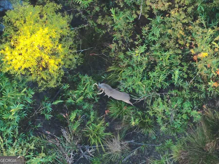 2 S Hwy 17, Wadley, GA 30477 - Image #2