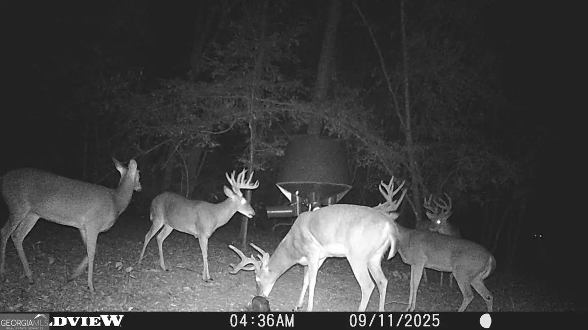 2430 Big Oak Road, Damascus, GA 39841 - #1