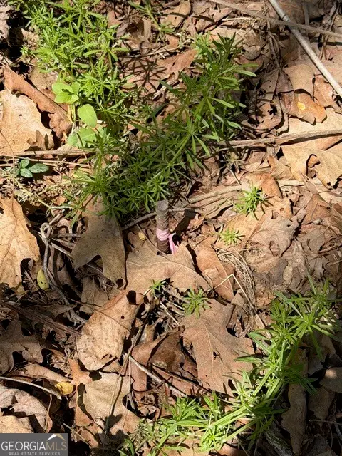 4485 Poplar Springs Road, Gainesville, GA 30507 - #3