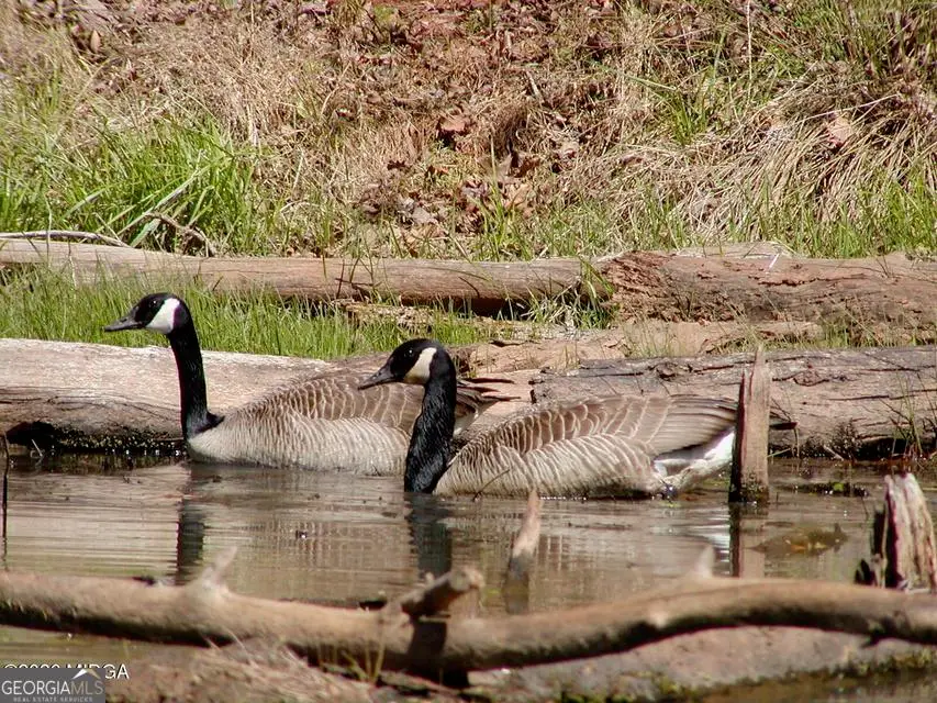 852 Union Hill Church Road, Hillsboro, GA 31038 - #2