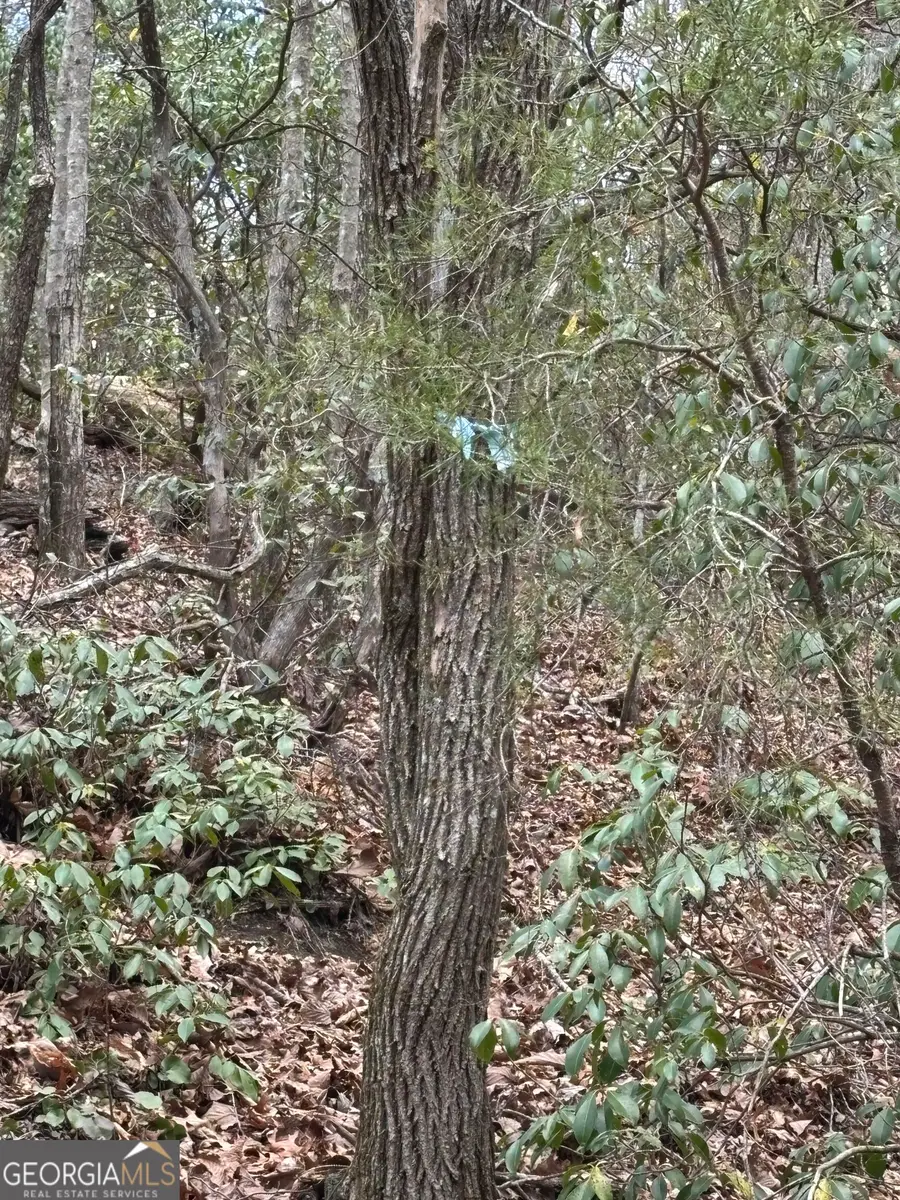 0 Laurel Branch, Dawsonville, GA 30534 - #3