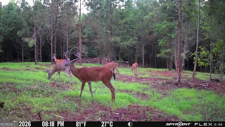 132 ACRES Carlisle Gap Rd, Woodland, GA 31836 - #3