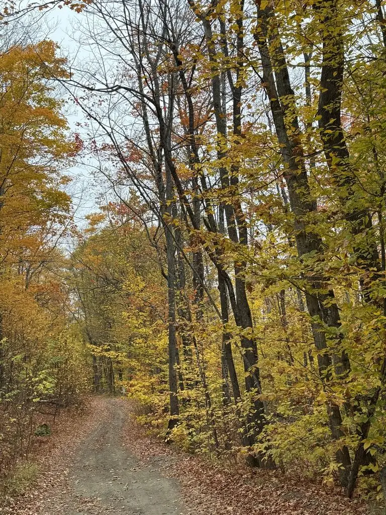 Lot 005 Greenwood Brook Road, Industry, ME 04938 - Image #3