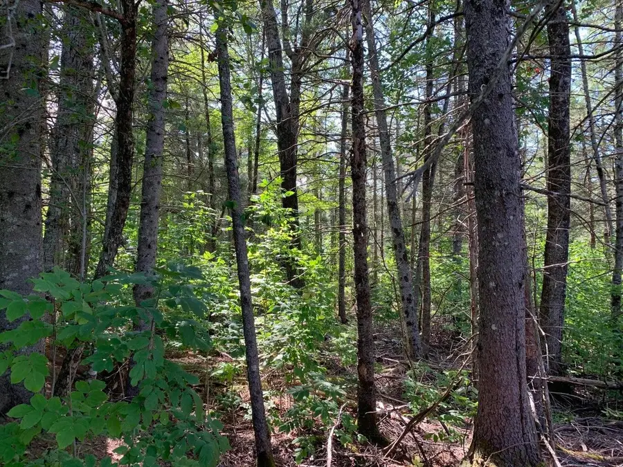 296 Georges Pond Road, Franklin, ME 04634 - Image #3