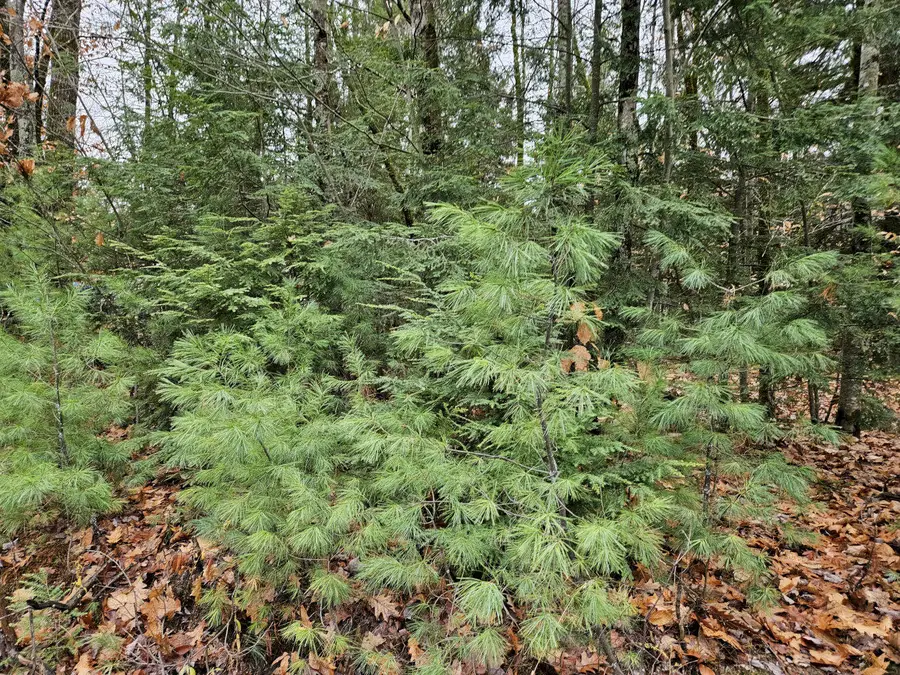 M5 L38 Winding Hill Road, Norridgewock, ME 04957 - Image #2