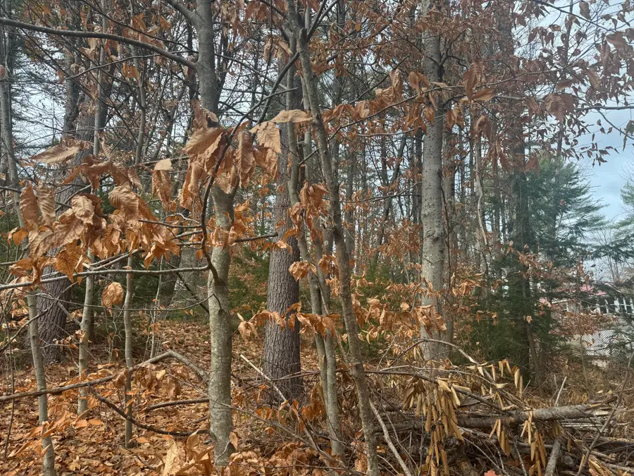 MU16L23b Off Of East Lane, Porter, ME 04068 - Image #2