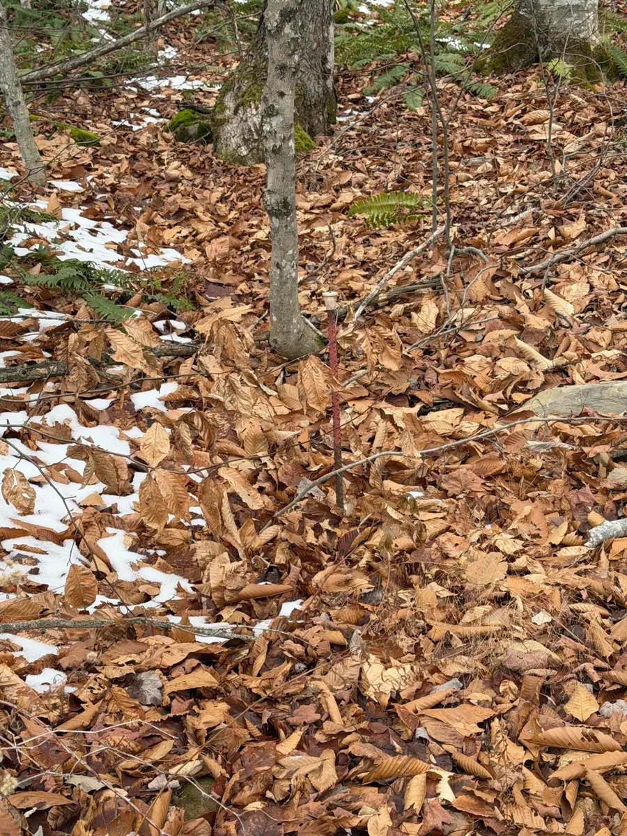 Lot 104 Hornheam Ridge Road, Dexter, ME 04930 - Image #3