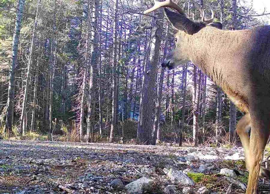 774 Spruce Head Road, Saint George, ME 04858 - Image #2