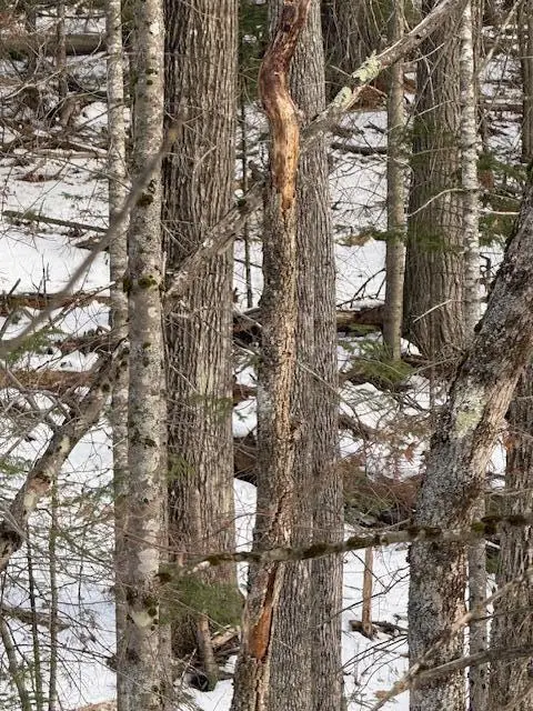 90 N Center Road, Monroe, ME 04951 - Image #3