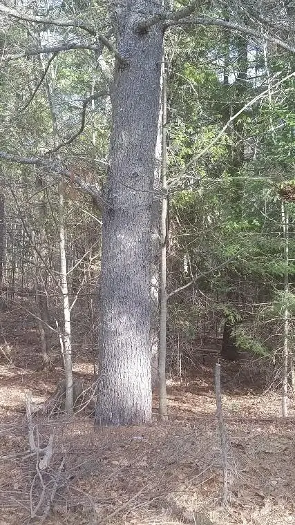 46 Albert Reed Road, Orrington, ME 04474 - #2