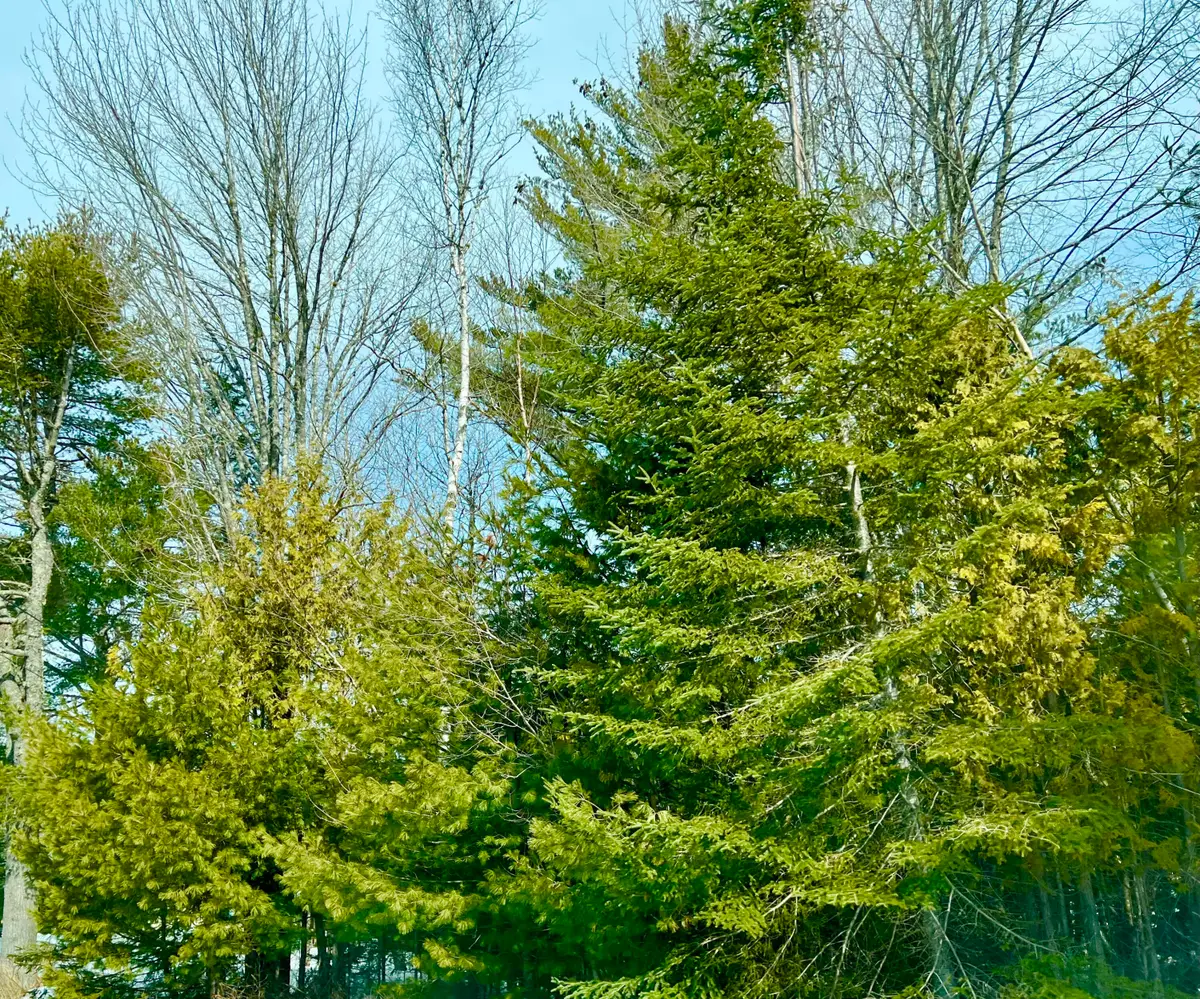 Lot 77-A Long Hill Road, Southwest Harbor, ME 04679 - #1