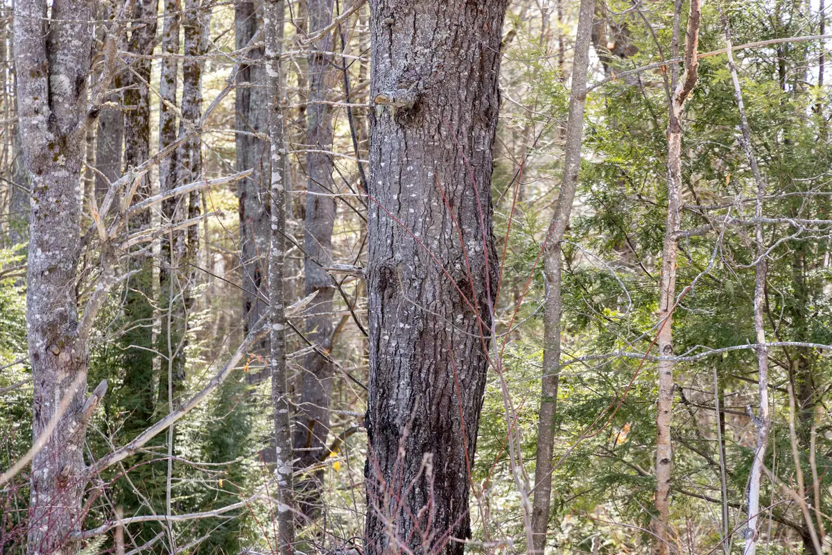 M4L38&39 West Old Main Road, Lowell, ME 04493 - #1