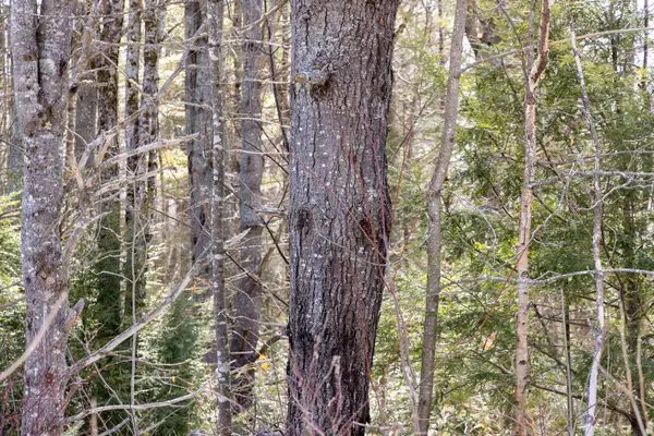 M4L38&39 West Old Main Road, Lowell, ME 04493