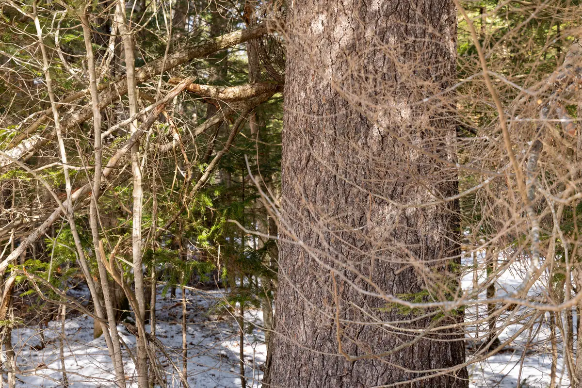 R7L14A Route 157 Route, Mattawamkeag, ME 04459 - #1