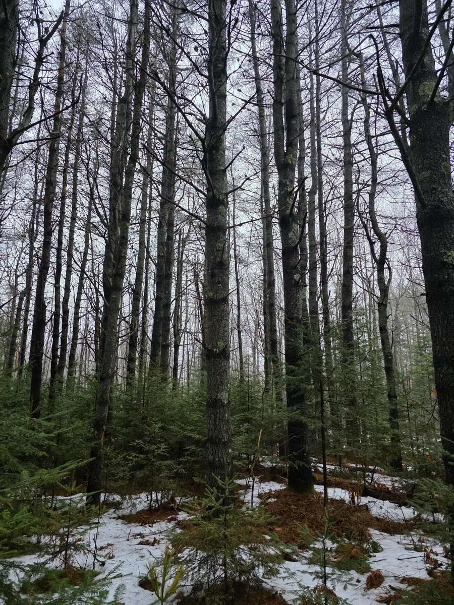 00 Harriman Road, Swanville, ME 04915 - #3